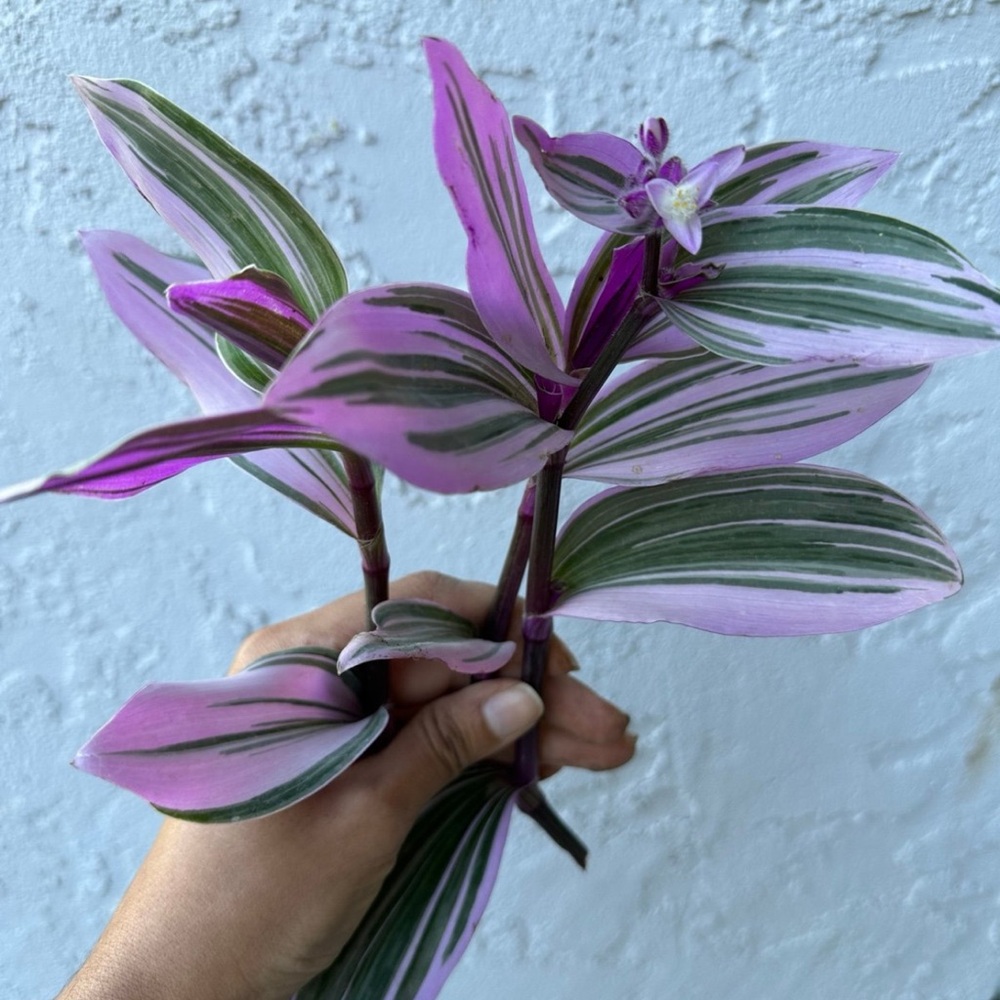 3 tradescantia nanouk cuttings